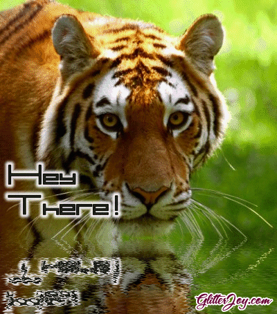 GIFY hello - hey-there-tiger.gif
