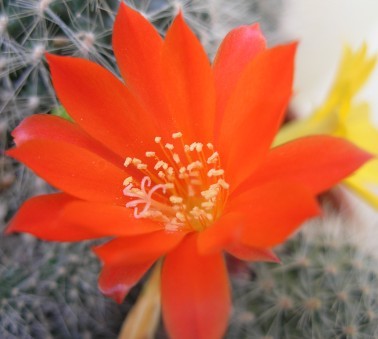 Kwitnące kaktusy - 58.jpg