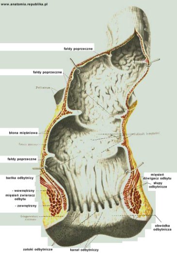 anatomia - 20-1.jpg