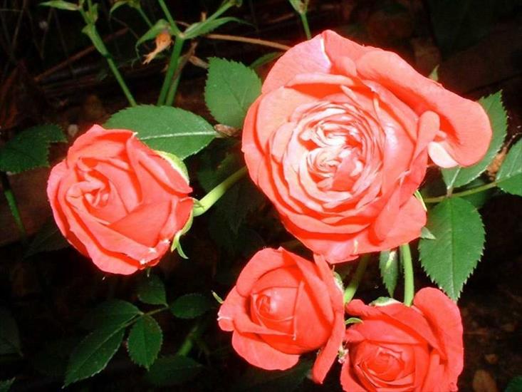 3 róże - rosesb.jpg