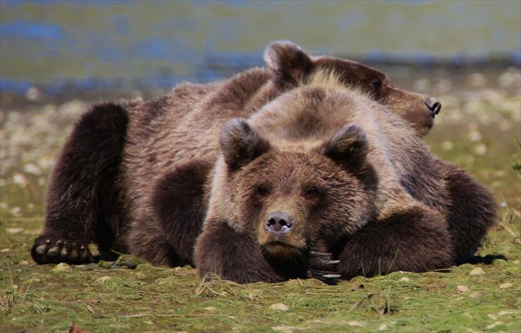 NIEDŹWIEDZIE - sleepy-bears.jpg