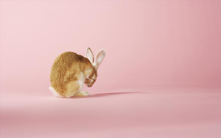 Zwierzęta - Króliki  bunnies5.jpg