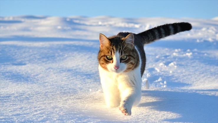 Zima lubi Koty - Snow play kitten Wallpapers HD 1280x720.jpg