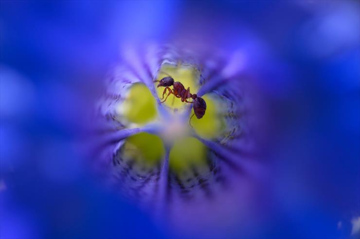 NATURE PHOTOGRAPHER - 2015 - Fot. Andreas Volz _Nature Photographer of the Year 2015.png
