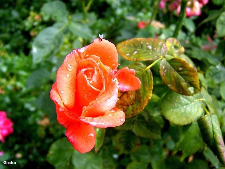 3 róże - po_deszczu.jpg