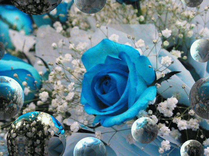 gify róże-niebieskie - 151.GIF